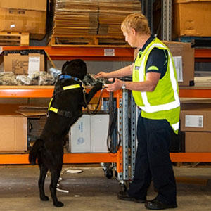 探知犬たちは国内に入る荷物の中身を嗅覚を使ってチェックします。中でも麻薬探知犬は、違法薬物を発見することに特化した犬たちのことです。