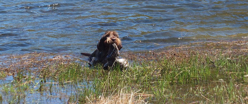 獲物を回収するレトリーブも立派なお仕事。犬の遊びの中にもハンティングにつながる要素はたくさんありますね