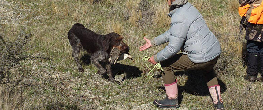 ハンティングに不可欠な存在！現在も活躍するNZの猟犬とは？～南半球のDog's letter～