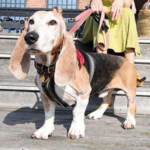 日本ではほとんど見かけない、バセアルテジャンノルマンという犬種は、バセットハウンドの祖先にあたるのだとか。顔立ちや体形がよく似ていますが、こちらの方がやや小柄でスリムな印象です