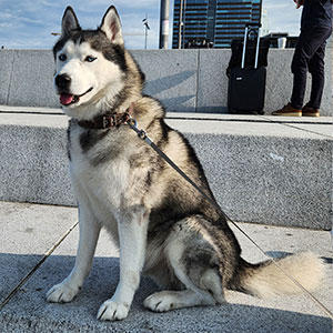 北欧と言えど、温暖化の影響はあるよう。寒冷地出身の犬たちは冬が待ち遠しそうです