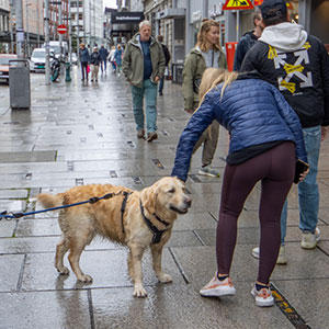 雨でもルンルンで散歩を楽しんでいたゴールデンレトリバー