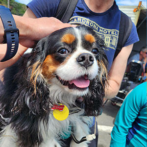 障がいがあってもなくても、同じように接する犬たちの存在は大きいとボランティアスタッフは語ります