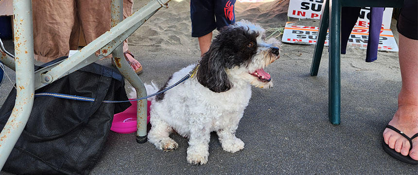 夏のボランティア活動！ハンディキャップサーフィンに参加する犬たち～南半球のDog's letter～