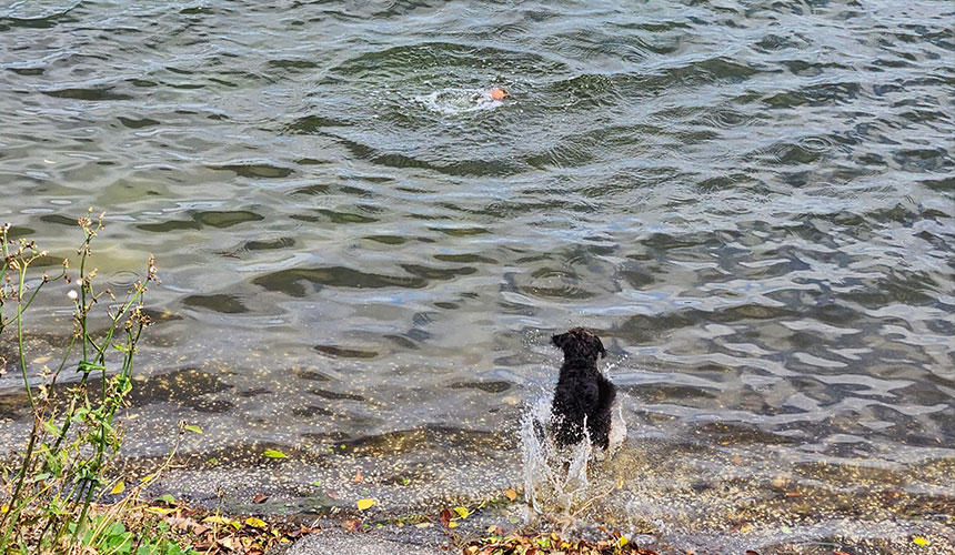 NZの犬たちは、豊かな自然を季節ごとに楽しんでいます