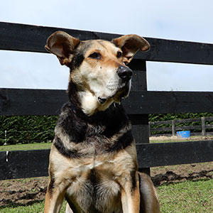 賢く、エネルギッシュな牧羊犬たちも、老化やケガには勝てません。仕事ができなくなった子達も多く存在します