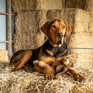 犬の性格はそれぞれ。キビキビ仕事をこなすより、のんびり家族と過ごす方が好きな子だっています