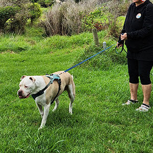 NZでは馬などの大型動物もペットとして大人気。犬たちもあまり気にする様子はありません。