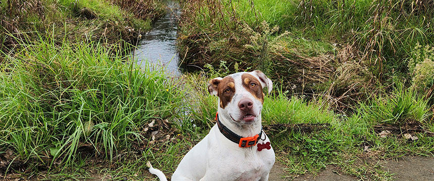 人も犬も馬も楽しめる！NZの広大な森林公園をお散歩～南半球のDog's letter～