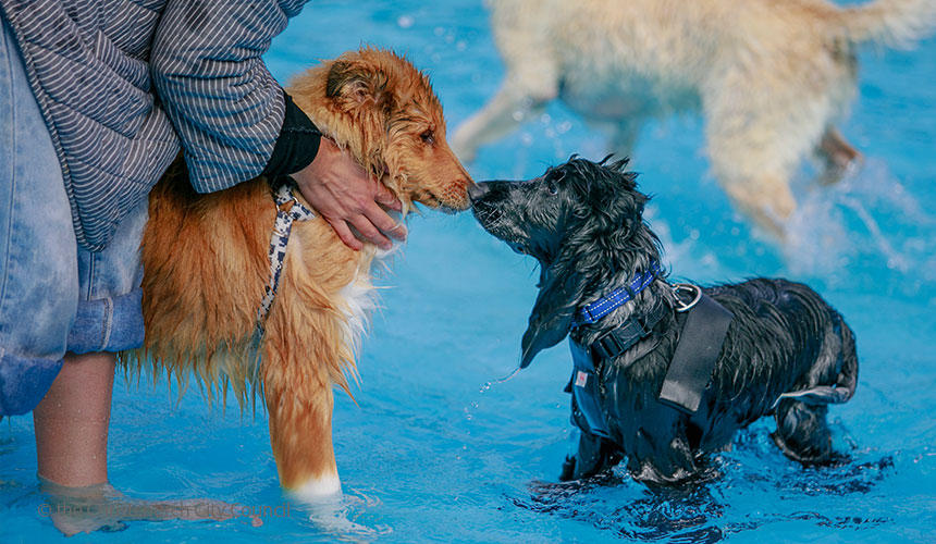 プールでいっしょに遊べばすぐに友達！犬と飼い主の交流の場にもなっています