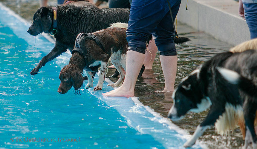 レトリバーやボーダーコリーなど、アクティブな犬種も大満足なのでした