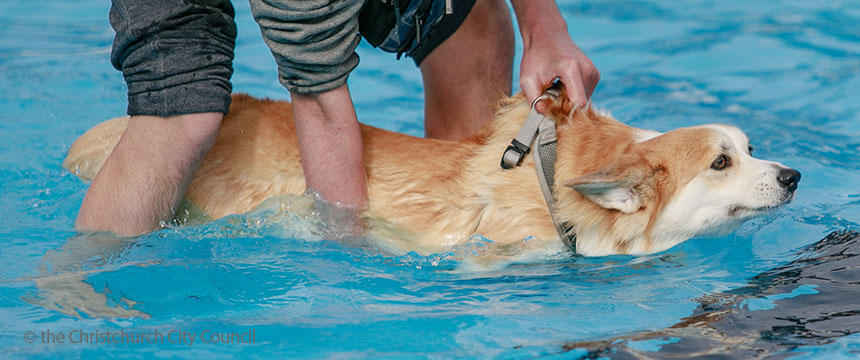 800頭以上の犬が大はしゃぎ！NZのプーチ・プールパーティをリポート～南半球のDog's letter～