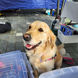 オリジナルアイテムも作れるおしゃれなカラー屋さんで、看板犬を務めていたゴールデンレトリバー