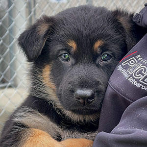 将来警察犬となることが期待されているシェパードの子犬