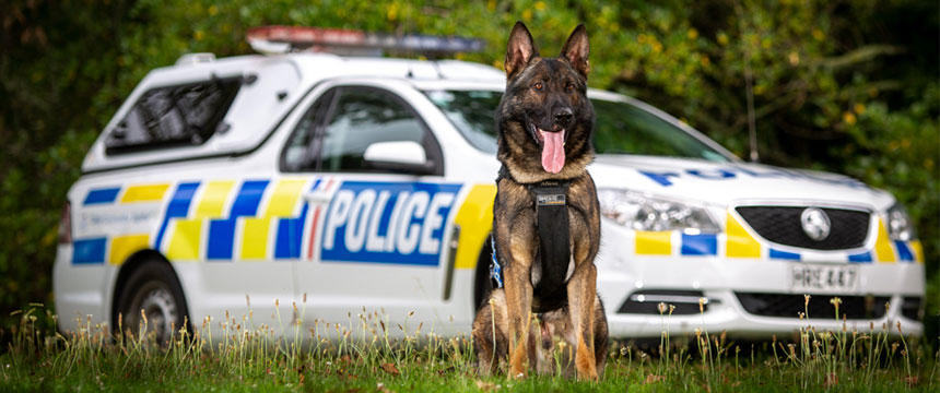 国民の安全を守る！NZの警察犬のお仕事とは？～南半球のDog's letter～