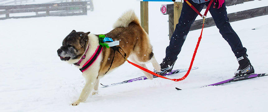 犬連れOKなNZのスキー場で雪遊び！～南半球のDog's letter～