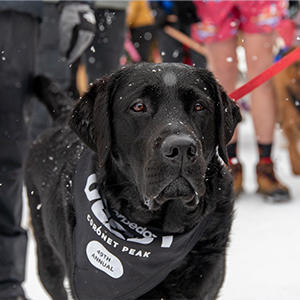 犬と飼い主が全力で雪を楽しむ、それがこのイベント最大の目的です