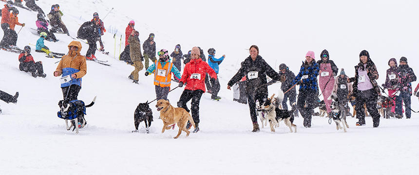 犬と一緒にゲレンデを駆け抜ける！50周年を迎えたドッグ・ダービーをリポート～南半球のDog's letter～