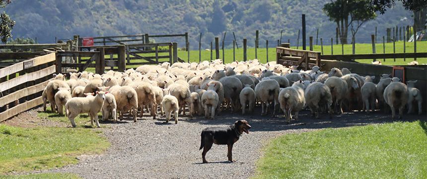 ペットから家畜まで適用！NZの動物福祉法とは？～南半球のDog's letter～