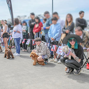 バーキング・マッドのメインイベント、ドッグレースに参加する犬たち。小型犬たちもなんだかワクワクしている様子