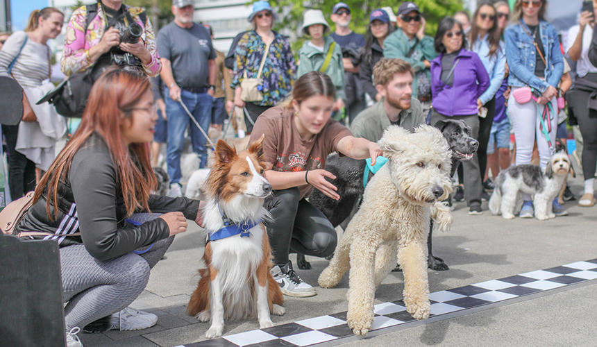 レースに挑む犬たちと飼い主さんの表情は真剣そのもの