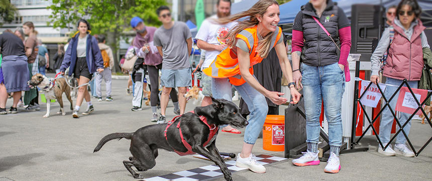 楽しみながら社会貢献！アジリティレースが人気の犬イベントをリポート～南半球のDog's letter～