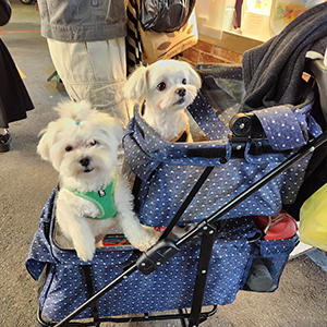 犬がカートに乗っている姿は日本・台湾ではおなじみですが、NZではまず見かけません