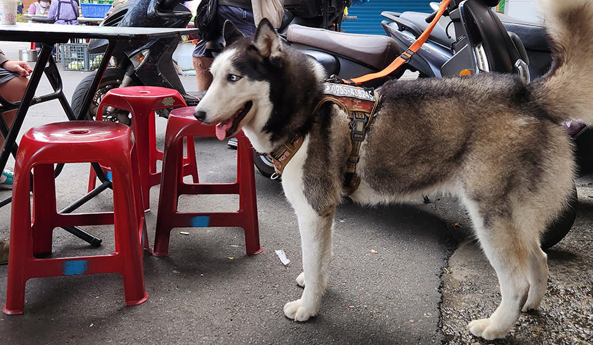 ローカルのレストランのテラス席で。飼い主さんと一緒にお粥屋さんに来ていたシベリアンハスキー