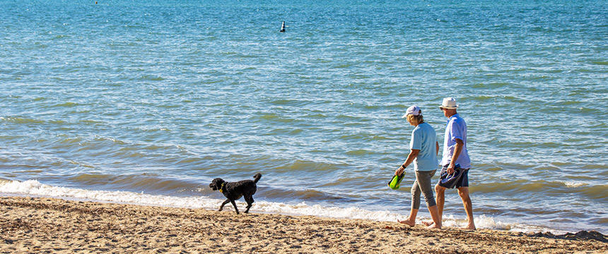 NZに夏到来！海を愛する犬と飼い主の過ごし方は？～南半球のDog's letter～