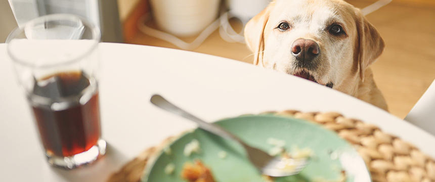 体重管理？低GI食品とは？犬にとってのメリットとその特長について