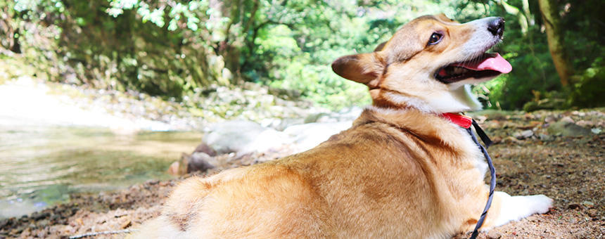 山や川、自然のレジャーへお出かけの前に！犬たちの虫・マダニ対策について獣医師に聞いてみました