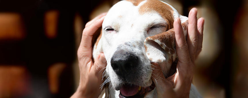 犬のマッサージでコミュニケーションを。心を通わせ癒しの時間に。