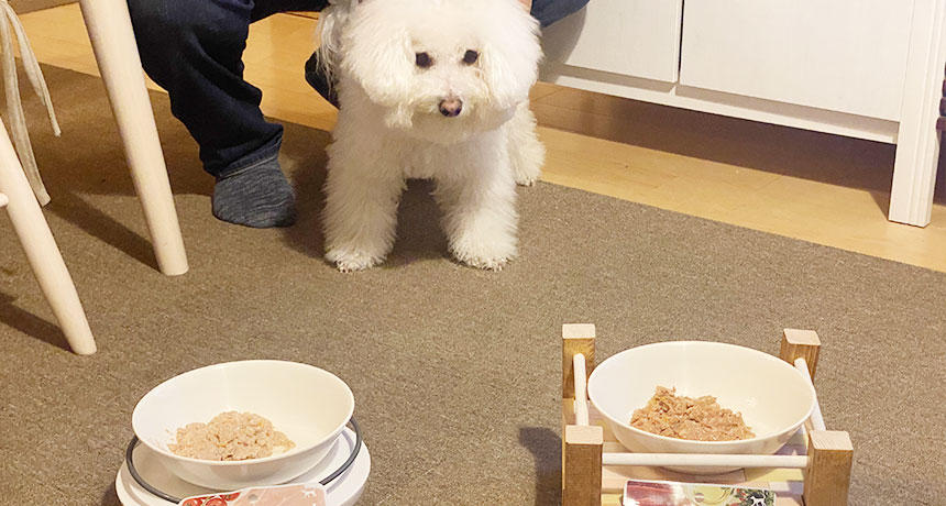 よーいどん！でチキンが勝利！？むぎまるちゃんがPOCHI ザ・ドッグフード ウェット レバーのランチを食べ比べ