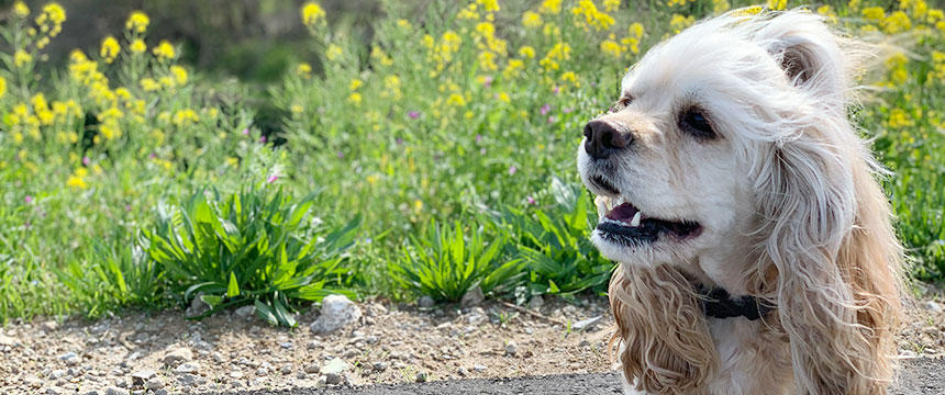 元気印の中型犬が選んだのは、〇〇でした！シェリちゃんがPOCHI ザ・ドッグフード ウェット レバーのランチを食べ比べ