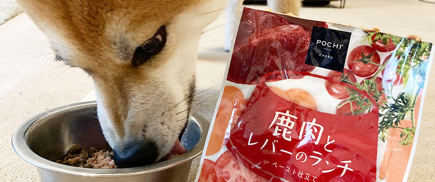 飼い主さん目線で気になったことは？むぎちゃんがPOCHI ザ・ドッグフード ウェット レバーのランチを食べ比べ