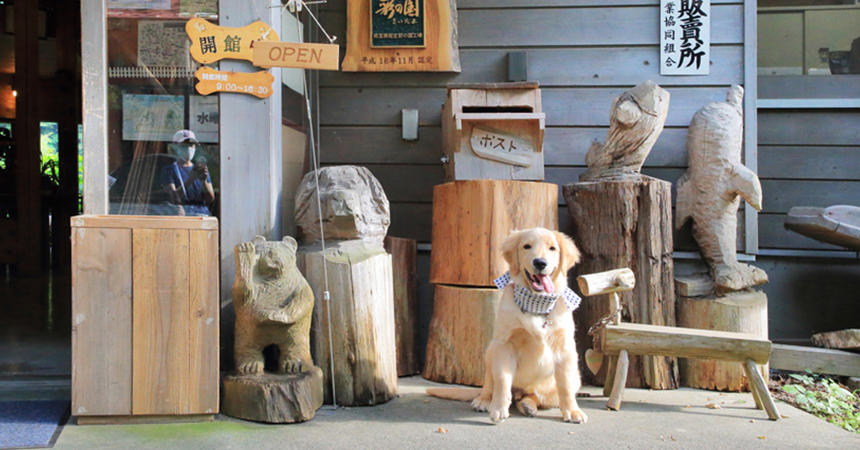 名栗カヌー工房の看板犬あんずちゃん