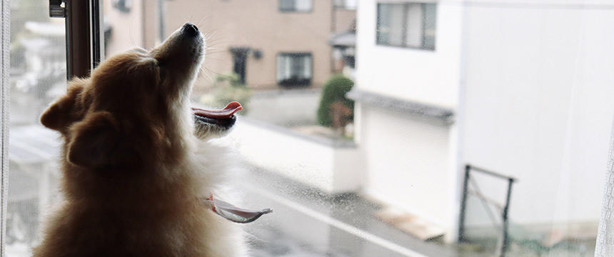 犬のストレス解消に。硬め噛み応えオヤツ POCHI ホースストマックスティック