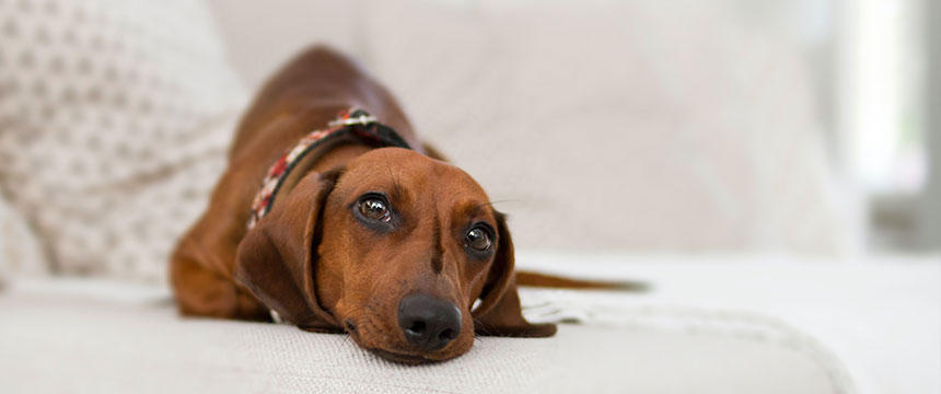 犬の肝臓に良い食べ物一覧表！手作り食やトッピング選びに活用しよう