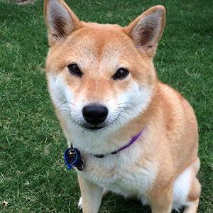 アレルギーのある愛犬も美味しく完食