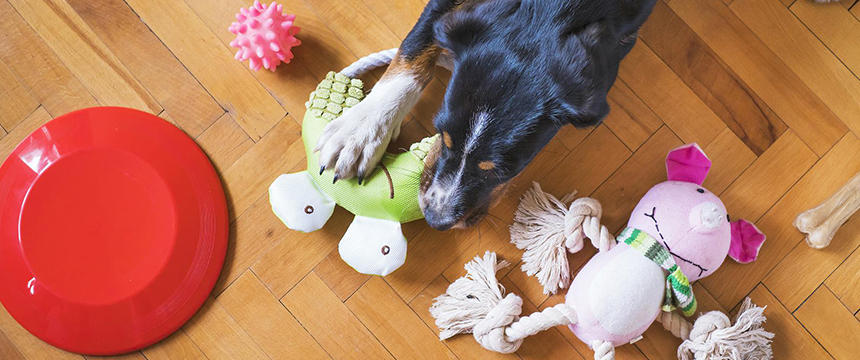 犬のオモチャ洗いにも活用！犬用食器洗剤でニオイ対策＆衛生管理