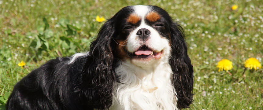 漢方の力でシニア犬の健康＆免疫維持。ビゴー&セージ アストラガルス ウェルビーイング シニア犬用