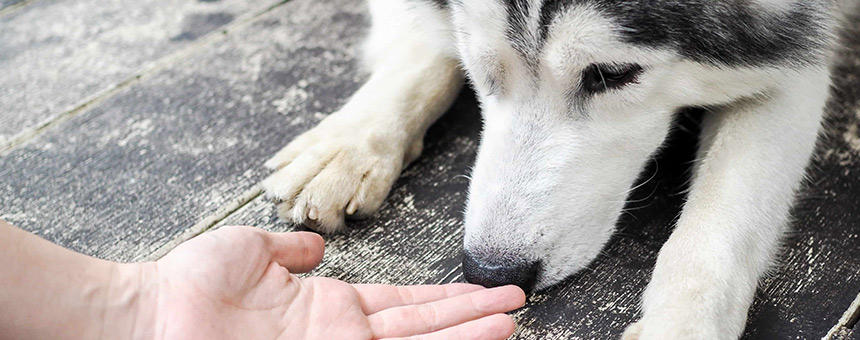 犬の体臭は食事やケアで予防できる？暮らしの中でできるひと工夫