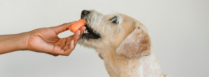 犬の尿pHを変化させる？酸性の食べ物とアルカリ性の食べ物について。
