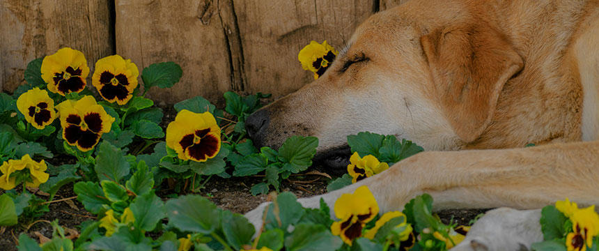 うちの犬が好きなこの花、実は危ないの？お散歩中の植物をチェックしてみた