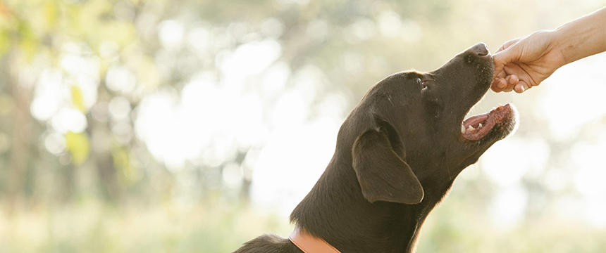 「犬におやつを与える」という飼い主の行動を研究したら...犬と飼い主の幸せを考える