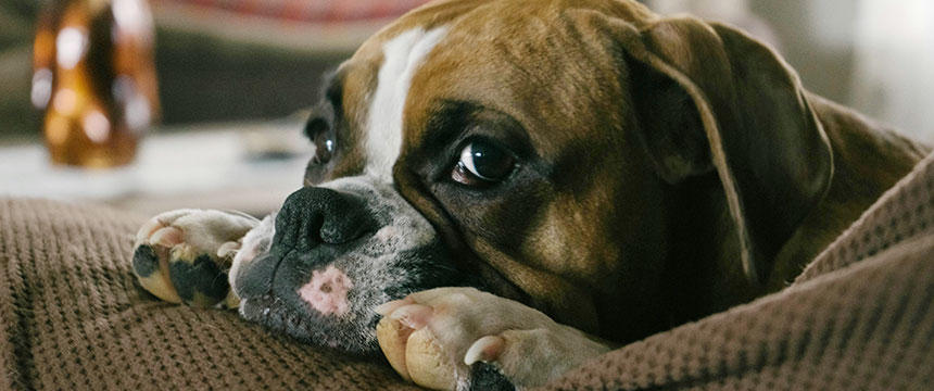 犬の皮膚トラブルとシャンプーについて、改めてご紹介します[#獣医師コラム]