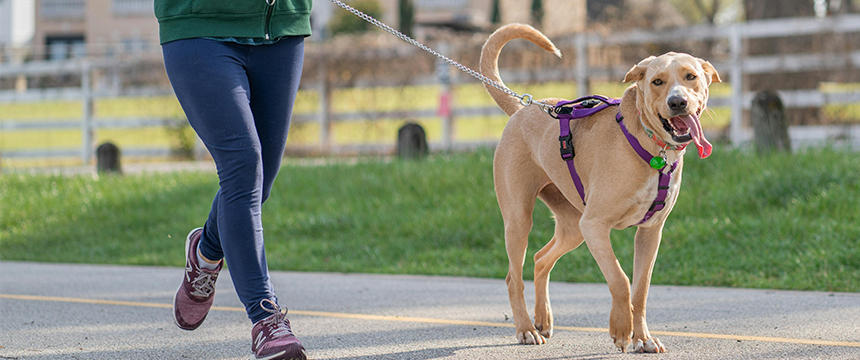 犬ともっと散歩を楽しもう。気楽な散歩とストレスコントロール術を考える