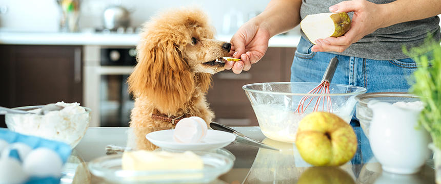 無理しない！時間に余裕がある日のお楽しみ。犬の手作りごはんレシピ集