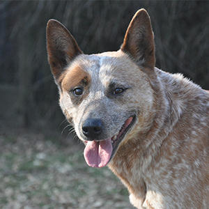 こちらはブルーイと同じ犬種のオーストラリアン・キャトルドッグ。