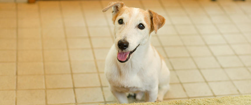 世界最高齢の犬の年齢を、人間に換算してみたら...。【ちょこっとポチ】